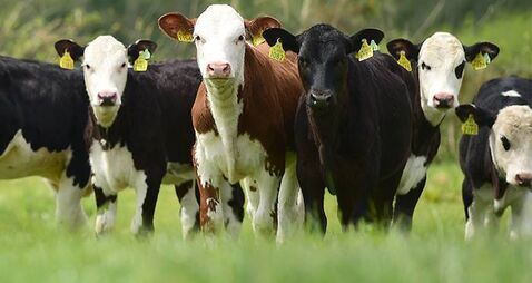 Profitability and labour efficiency focus at Teagasc dairy-beef open day