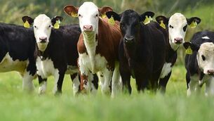 <p>The Teagasc dairy-beef farm open day will be held on Ballyvadin Beef Farm in Co Tipperary.</p> <p>The Teagasc dairy-beef farm open day will be held on Ballyvadin Beef Farm in Co Tipperary.</p>