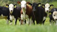 dairy-beef-calves---featured (1).jpg Fear for future of marts amid reports of falling sales
