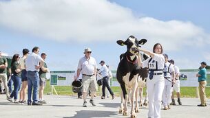 <p>Cows on their way to the ring for the Stock Judging at the IHFA National Open Day 2026 held at John &amp; Bryan O'Connor, Cedarmore Holsteins, Kanturk Co Cork. Picture: Maria Kelly</p>