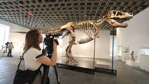 <p>A videographer documents 'Gus', a mounted Tyrannosaurus Rex skeleton, one of the largest T. rex ever found, during a press preview at the Sotheby's Breuer building in New York, on July 1, 2026. Picture: TIMOTHY A. CLARY / AFP via Getty Images</p>