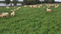 Stock keepers urged to complete a fodder budget and take action if needed 