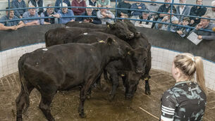 <p>Livestock markets have long been a pillar of country life. File picture: O'Gorman Photography</p> <p>Livestock markets have long been a pillar of country life. File picture: O'Gorman Photography</p>
