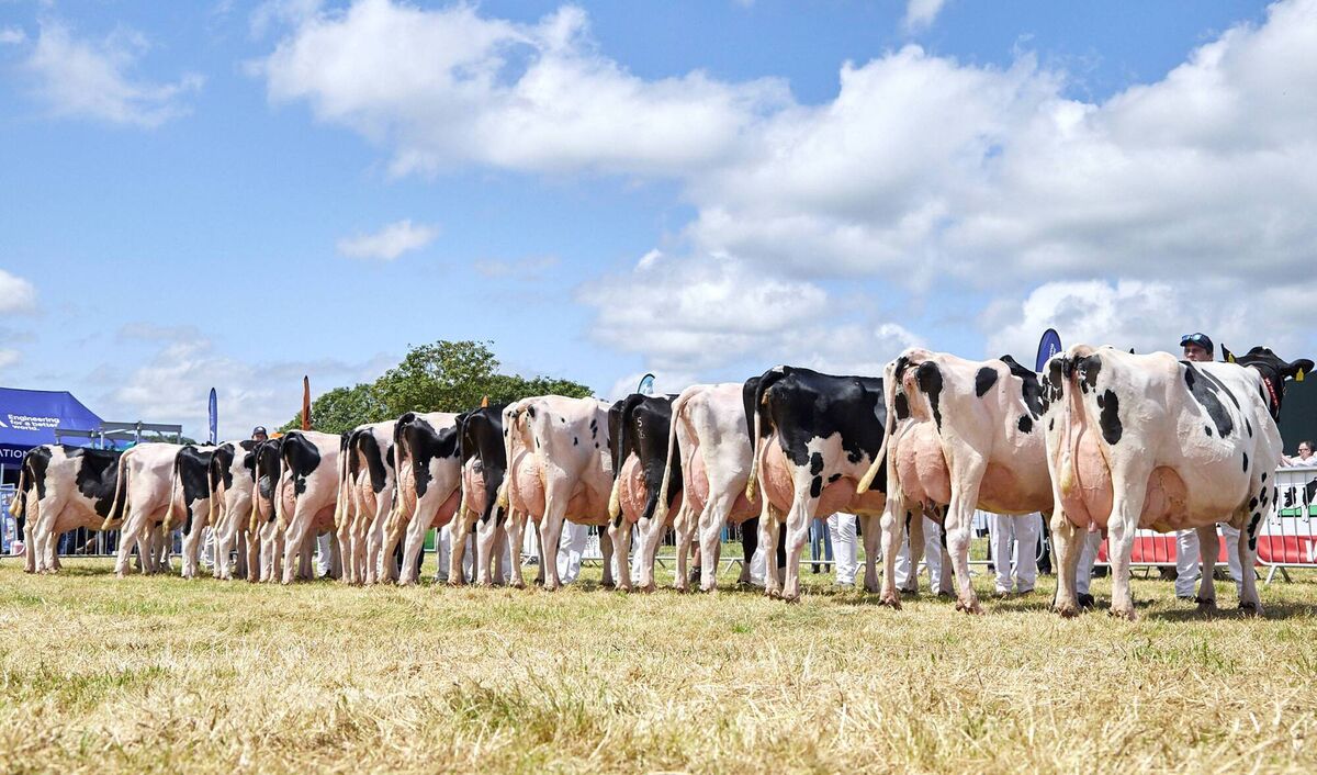 The final lineup at the IIHFA National Open Day in Kanturk. Picture: Maria Kelly The final lineup at the IIHFA National Open Day in Kanturk. Picture: Maria Kelly