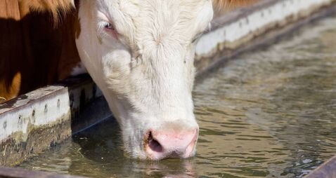 Cow drinking water
