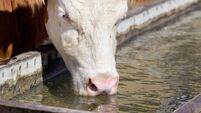 Cow drinking water