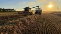 Harvesting the Crop of Winter Wheat