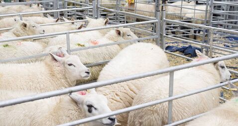 Sheep in pens at Winslow Primestock Show, Buckinghamshire