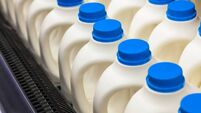 Several gallons of milk bottles in a store