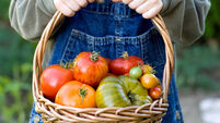 Joe McNamee: My tomatoes are thriving in this summer heat, offering a taste of my childhood
