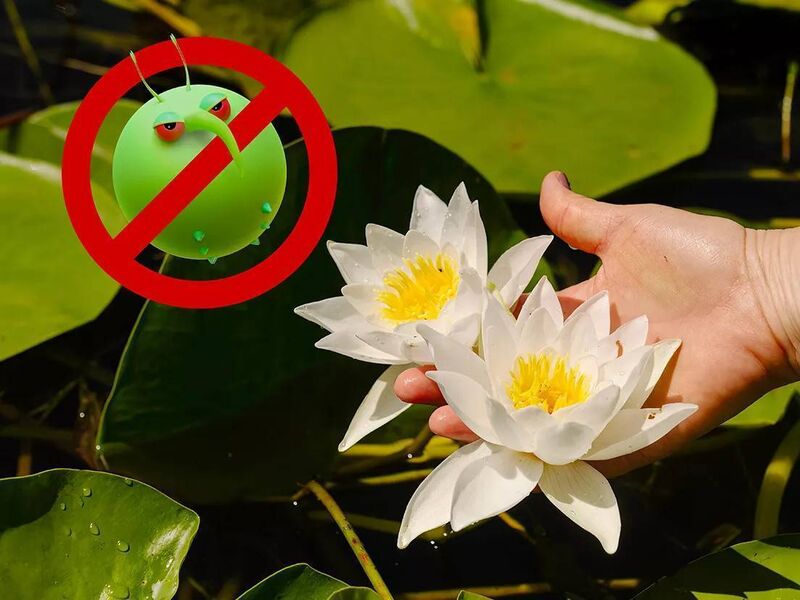 When pests and diseases spread, the consequences can be severe, affecting crop yields, increasing production costs and damaging natural habitats.