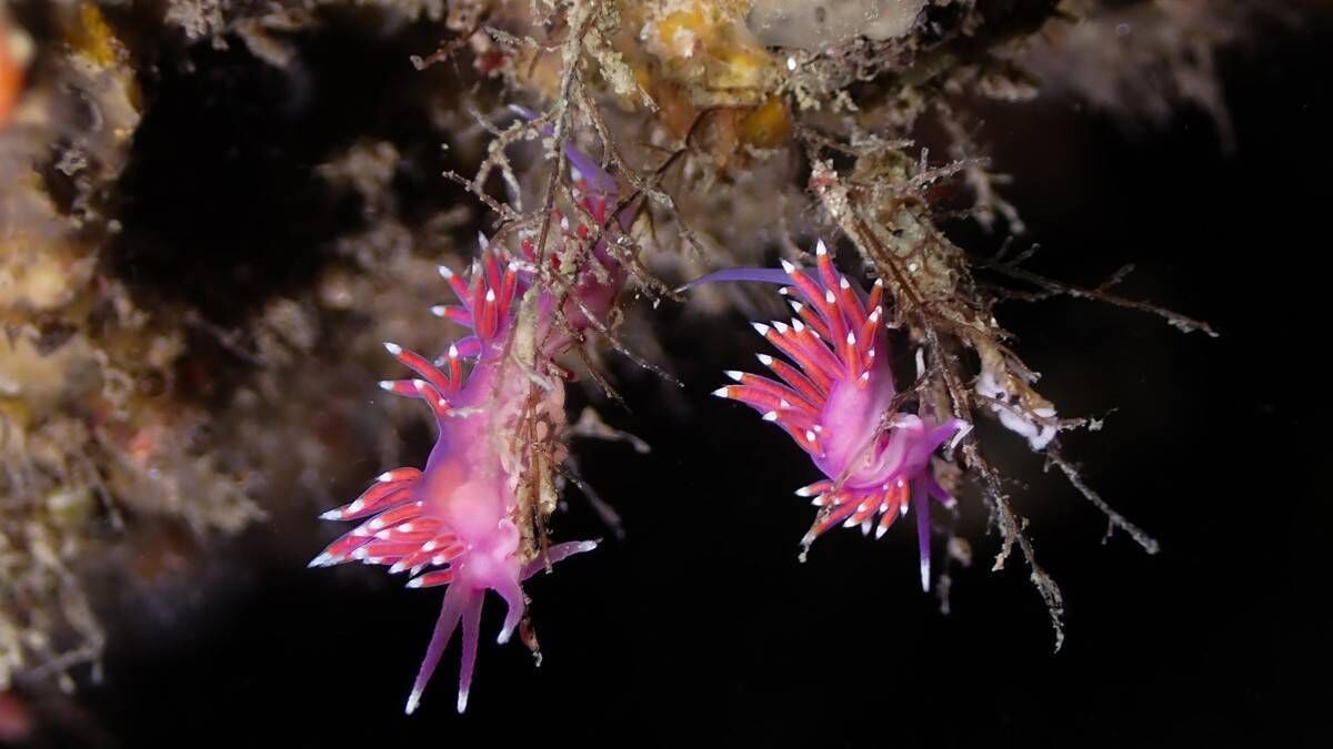 Éabha Hughes took this photograph, entitled 'Dinner Date', of sea slugs under water at New Quay, Co Clare. It is one of the finalists in the 2026 Love Your Coast Photography competition. Éabha Hughes took this photograph, entitled 'Dinner Date', of sea slugs under water at New Quay, Co Clare. It is one of the finalists in the 2026 Love Your Coast Photography competition.