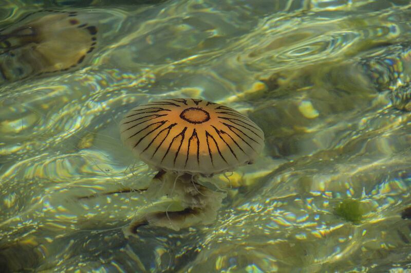 Compass jellyfish spotted on Irish beach. File picture Compass jellyfish spotted on Irish beach. File picture