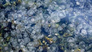 <p>Large bloom of jellyfish bobbing along together. File picture</p>