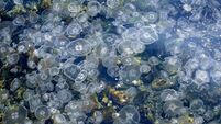 Large Group Of Jellyfish In Sea