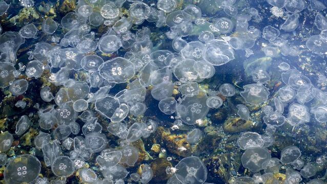 <p>Large bloom of jellyfish bobbing along together. File picture</p>