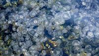 Large Group Of Jellyfish In Sea