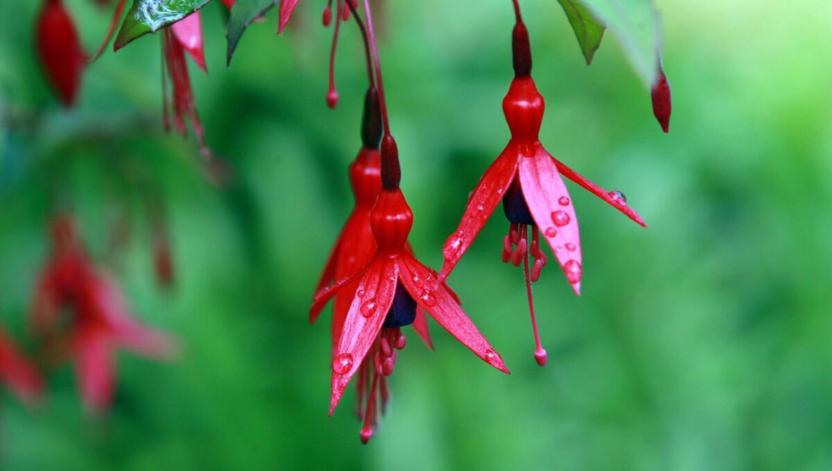 There was a custom among children of making ‘flower fairies’ with the fuschia — the spindly, hanging filaments acting as the fairy legs with tiny shoes at the bottom. Picture: James McSweeney There was a custom among children of making ‘flower fairies’ with the fuschia — the spindly, hanging filaments acting as the fairy legs with tiny shoes at the bottom. Picture: James McSweeney