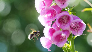 <p>The National Folklore Commission recorded foxglove’s close associations with fairy lore and, therefore, people once believed it was unlucky to bring the plant into their houses. Picture: Brian Lawless</p> <p>The National Folklore Commission recorded foxglove’s close associations with fairy lore and, therefore, people once believed it was unlucky to bring the plant into their houses. Picture: Brian Lawless</p>