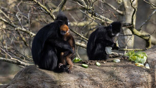 <p>There are now seven François' langurs at the park. File picture: Darragh Kane</p> <p>There are now seven François' langurs at the park. File picture: Darragh Kane</p>