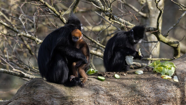 <p>There are now seven François' langurs at the park. File picture: Darragh Kane</p>