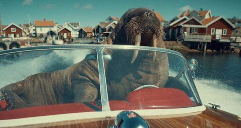 West Cork seaside home, where Wally the Walrus made headlines, on sale for €675,000
