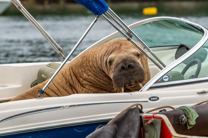The Arctic Walrus, which people have named Wally, has been spotted again in West Cork, this time in Crookhaven. The walrus is drawing a big crowd of onlookers. Picture: Andy Gibson. The Arctic Walrus, which people have named Wally, has been spotted again in West Cork, this time in Crookhaven. The walrus is drawing a big crowd of onlookers. Picture: Andy Gibson.