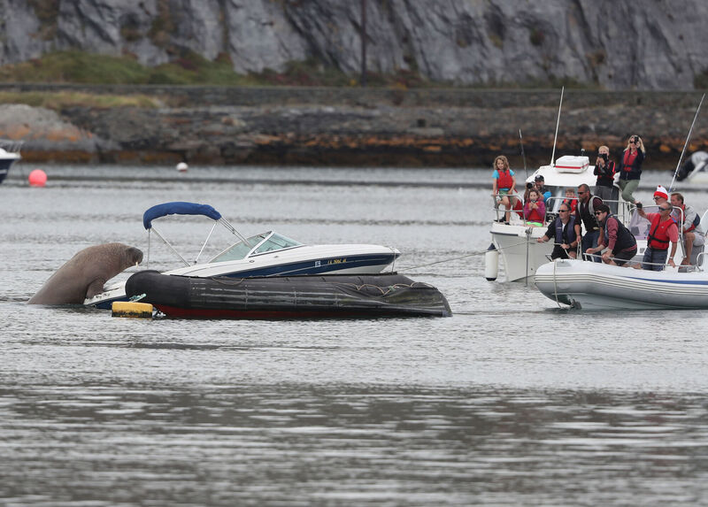 People attempt to coax Wally the arctic walrus from a speedboat it was resting in, to a less expensive rib craft, at Crookhaven, Co. Cork. Picture: Niall Carson People attempt to coax Wally the arctic walrus from a speedboat it was resting in, to a less expensive rib craft, at Crookhaven, Co. Cork. Picture: Niall Carson