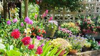Beautiful backyard floral garden