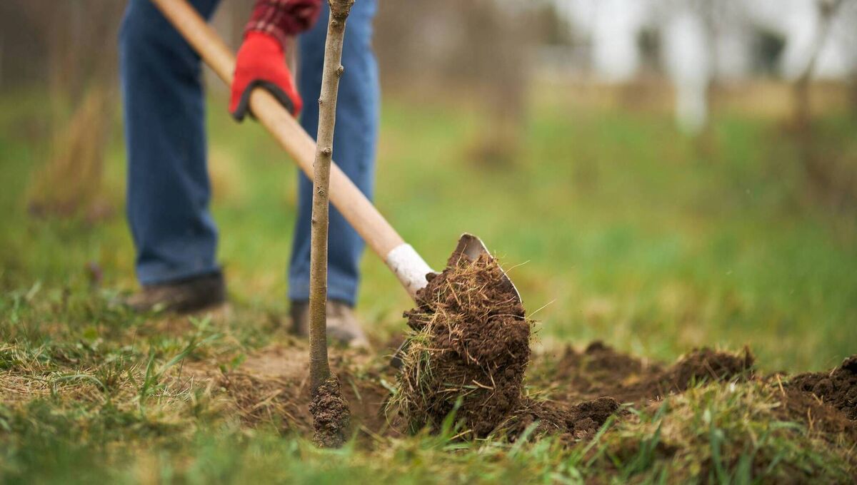 One of the difficulties with urban forestry relates to the absence of matures trees in new developments. The best time to plant a heat-protecting tree was several decades ago. Picture: iStock One of the difficulties with urban forestry relates to the absence of matures trees in new developments. The best time to plant a heat-protecting tree was several decades ago. Picture: iStock
