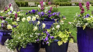 <p>Containers need special attention because they are always more vulnerable than plants in the ground, says Peter Dowdall. File picture</p>