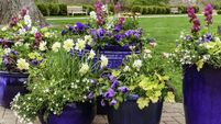Floral arrangement in spring