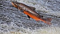 ATLANTIC SALMON, leaping, Scotland, UK.