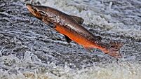 2BEKDBD ATLANTIC SALMON, leaping, Scotland, UK.
