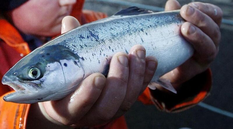The warnings about salmon farming are routine as is their dismissal by blinkered governments far happier to promote a destructive business than stand up for a natural resource, one that is more a marker of how we are treating our planet than a marker of how one species or another is doing. File photo: David Cheskin The warnings about salmon farming are routine as is their dismissal by blinkered governments far happier to promote a destructive business than stand up for a natural resource, one that is more a marker of how we are treating our planet than a marker of how one species or another is doing. File photo: David Cheskin