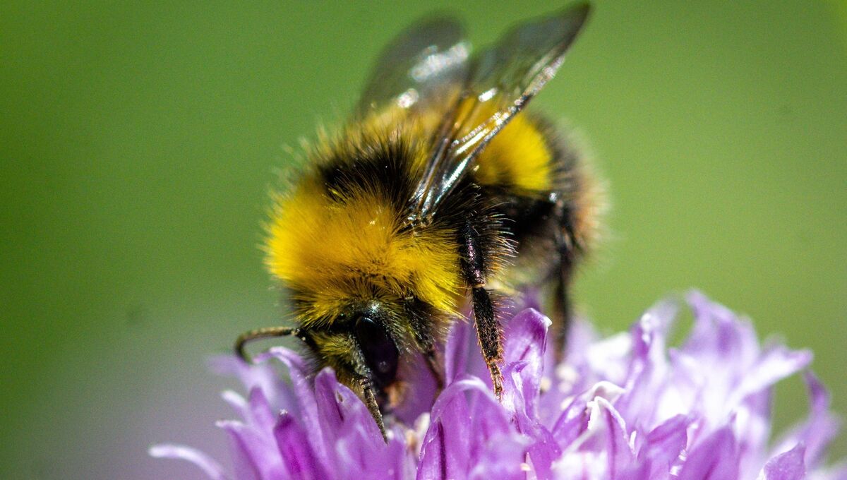 Honeybees forage on wild allium. Picture: Chani Anderson