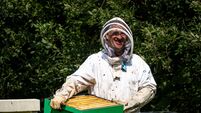 Buzzing for biodiversity: How bees changed farming for a West Cork dairy farmer