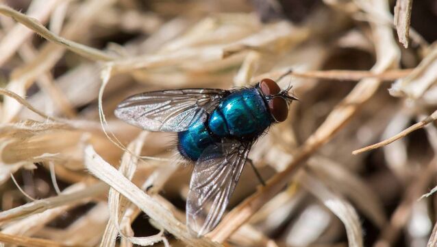 <p>Up to one-third of our insect species are extinction-threatened due to pollution, intensive farming and habitat loss. Pictures: iStock</p>