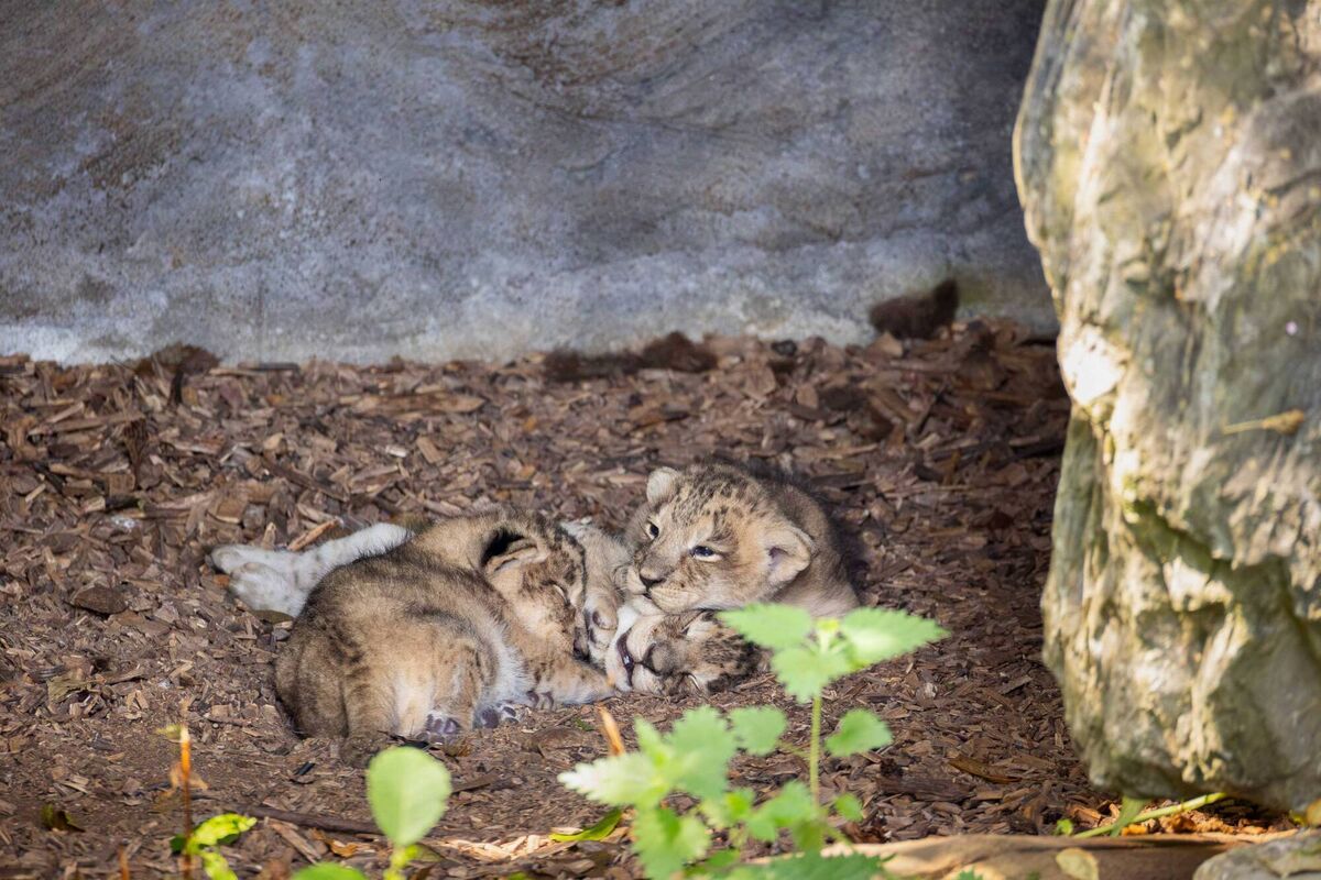 Fota Wildlife Park has announced the birth of two critically endangered Sumatran tiger cubs on June 16, to mother Jambi and father Batak, the first time more than one cub has been born in a single litter at the Park. Picture: Michael O'Sullivan / OSM PHOTO Fota Wildlife Park has announced the birth of two critically endangered Sumatran tiger cubs on June 16, to mother Jambi and father Batak, the first time more than one cub has been born in a single litter at the Park. Picture: Michael O'Sullivan / OSM PHOTO