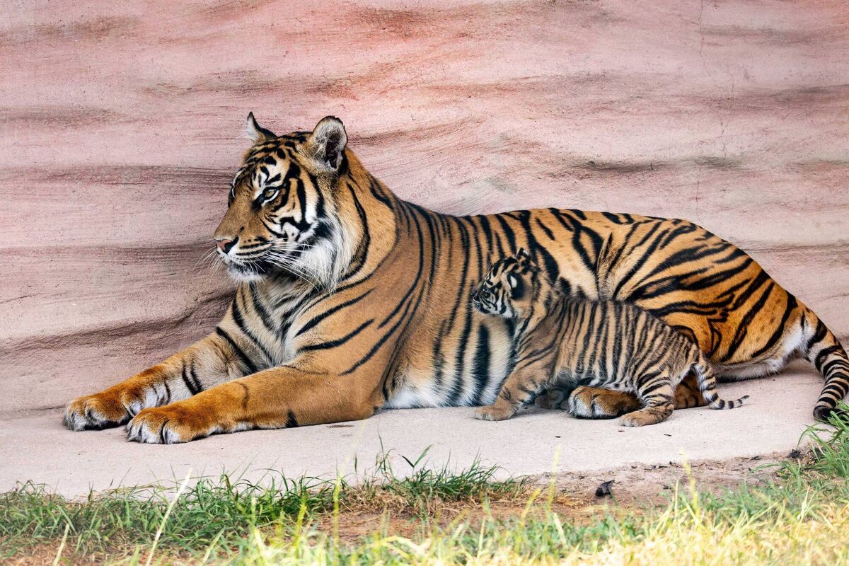 Fota Wildlife Park has announced the birth of two critically endangered Sumatran tiger cubs on June 16t, to mother Jambi and father Batak, the first time more than one cub has been born in a single litter at the Park. Picture: Michael O'Sullivan / OSM PHOTO. Fota Wildlife Park has announced the birth of two critically endangered Sumatran tiger cubs on June 16t, to mother Jambi and father Batak, the first time more than one cub has been born in a single litter at the Park. Picture: Michael O'Sullivan / OSM PHOTO.