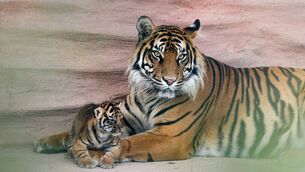 <p>Fota Wildlife Park has announced the birth of two critically endangered Sumatran tiger cubs on June 16t, to mother Jambi and father Batak, the first time more than one cub has been born in a single litter at the Park. Picture: Michael O'Sullivan / OSM PHOTO.</p>