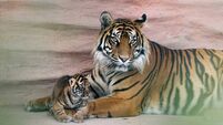 Cork's Fota Wildlife Park celebrates rare birth of two Sumatran tiger cubs 