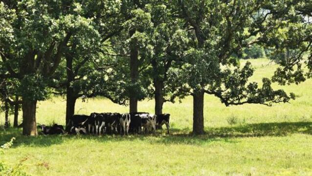<p>Provide suitable shade or shelter wherever possible. Young, old or sick animals may need to be moved to areas with additional shelter where they can be monitored more closely. </p>