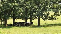 Hot weather: Protecting livestock, farmers and machinery in a heatwave