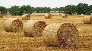 <p>Farmers can withdraw from the scheme at this point where they have identified a need for the straw. File picture</p> <p>Farmers can withdraw from the scheme at this point where they have identified a need for the straw. File picture</p>