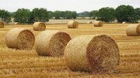 Bank account errors cost farmers scheme payments