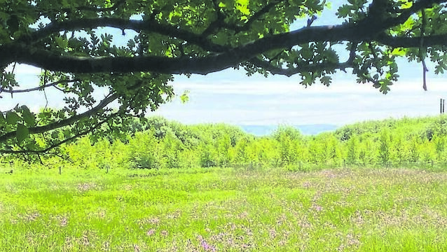 <p>A meadow full of ragged robin at the Barna Way in Co Kerry, also home to hoverflies, wild bees, and butterflies. Picture: Anja Murray</p>