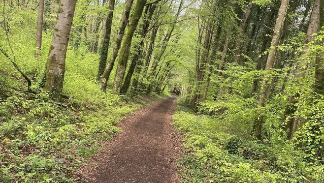 <p>Much of the forest has been restored to oak, ash and hazel woodland as part of an admirable native-trees regeneration scheme. 	<span class="contextmenu emphasis CaptionCredit">Pictures: John G O’Dwyer</span>
            </p>