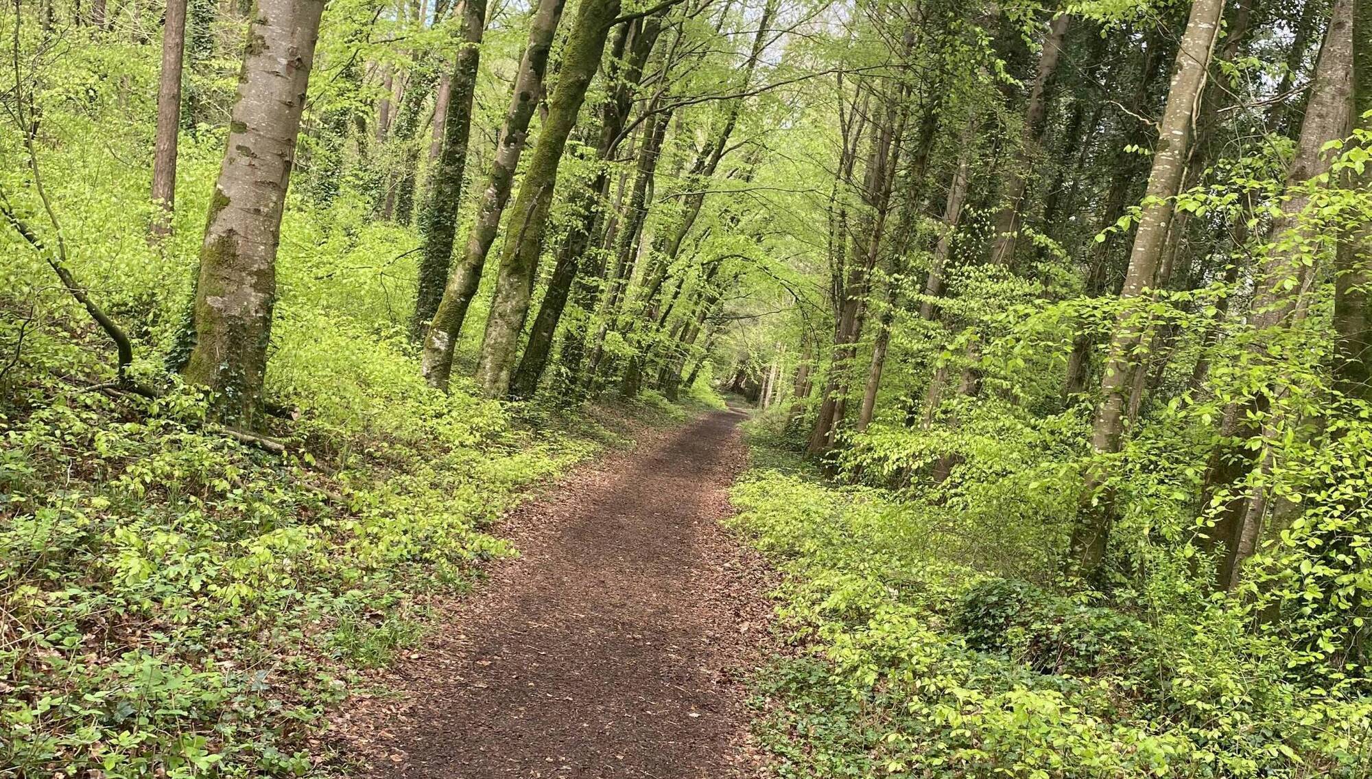Much of the forest has been restored to oak, ash and hazel woodland as part of an admirable native-trees regeneration scheme. 	Pictures: John G O’Dwyer
            