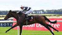 Shakespeare success would bode well for Aidan O’Brien